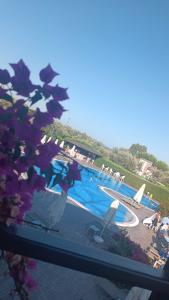 Assos Barbarossa - Special Category - 18