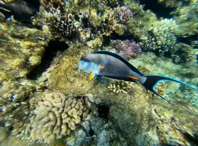 Sheraton Sharm, Resort, Villas & Spa - 44