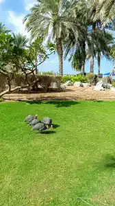 Coral Beach Resort Sharjah - 9