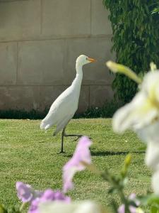 Park Regency Sharm El Sheikh Resort - 61