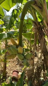 Sok Sabay Resort - 31