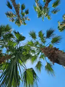 Nirvana Mediterranean Excellence - Ultra All Inclusive - 86