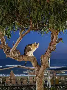 AQI Pegasos Club - 40