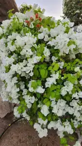 Sheraton Sharm, Resort, Villas & Spa - 36