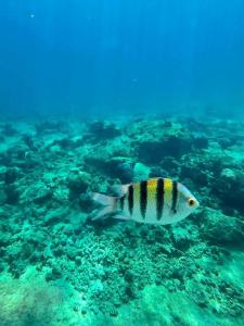 Stella Di Mare Beach & Spa - 12