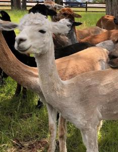 Best Western Ponderosa Lodge - 89