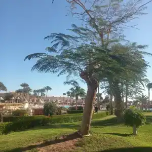 Parrotel Beach Resort - 90