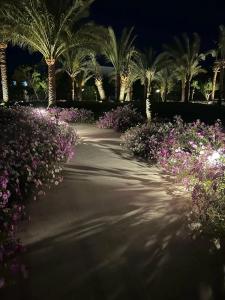 Desert Rose Resort - 93