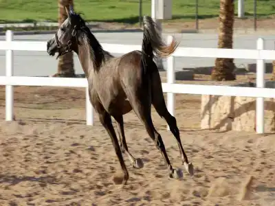 Concorde El Salam Sharm El Sheikh Front - 25