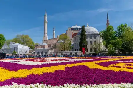 Tulip City - 2
