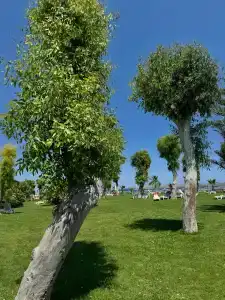 Queen's Park Le Jardin - 23