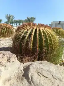 Rehana Sharm Resort - Aquapark & Spa - Couples and Family Only - 45