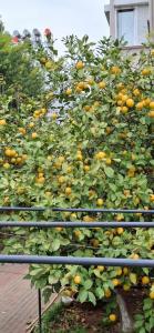 Megasaray Westbeach Antalya - All Inclusive - 64