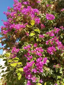 VONRESORT Golden Beach & Aqua - Kids Concept-Ultra All Inclusive - 83