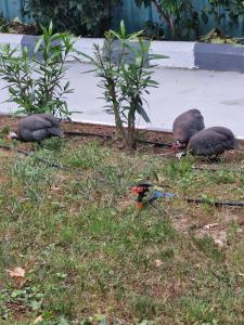 MERİDİA BEACH - 81