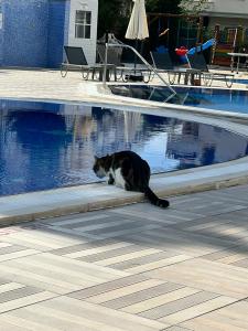 Halıcı Marmaris - 20