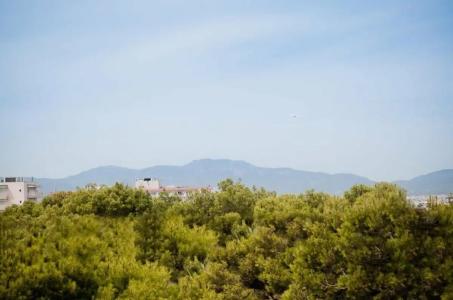 Vibra Palma Cactus - 9