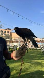 Saadiyat Rotana Resort and Villas - 84