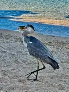 Gafy Resort Aqua Park - 74