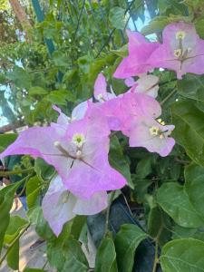 Calyptus Kirman Premium - Ultra All Inclusive - 14