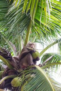 Palm Galleria Resort-SHA Extra Plus - 20
