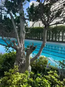 Revier Dubai - 7