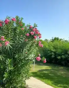 Fun&Sun Smart Hane Sun - 90