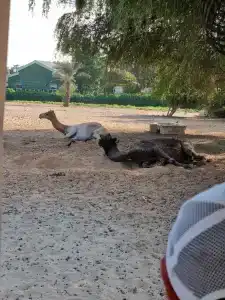 Sahara Beach Resort & Spa - 45