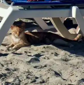 Coral Beach Resort Sharjah - 80