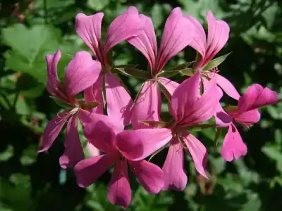 NaturMed Carbona - 34