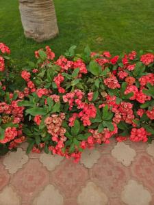 Swiss Inn Resort Hurghada - 38