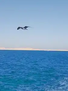 Seagull Beach Resort - Families and Couples Only - 89