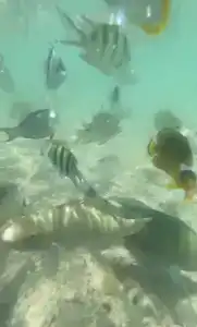 Rehana Sharm Resort - Aquapark & Spa - Couples and Family Only - 46