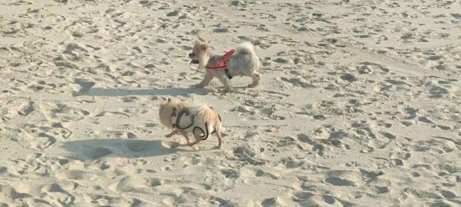 Umm Al Quwain Beach - 43