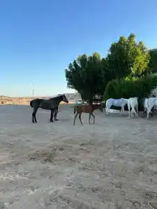 Hurghada Coral Beach - 66