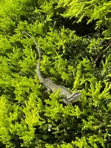 Dobedan World Palace ''Ex Brand Alva Donna World Palace '' - 99