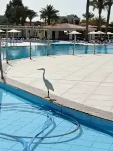 Pharaoh Azur Resort - 97