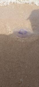 MinaMark Beach Resort for Families and Couples Only - 84