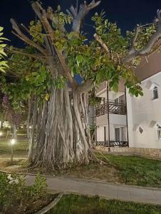 Justiniano Deluxe Resort - 75