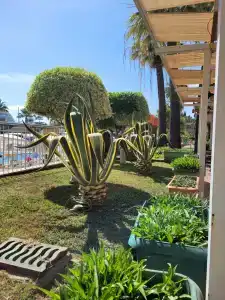 Lonicera Premium - Ultra All Inclusive - 91