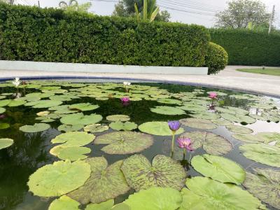 QG Resort - 66