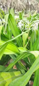 Coral Beach Resort Sharjah - 94