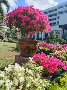 Asia Pattaya - 5