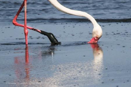 AeR BJ Vittoria - 21