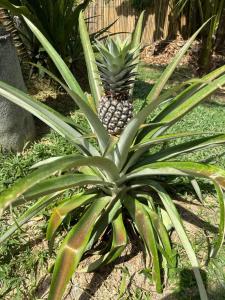 Chanalai Flora Resort, Kata Beach - SHA Plus - 97