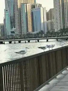 Copthorne Sharjah - 13