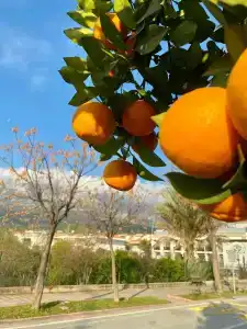 Crystal De Luxe Resort & Spa - All Inclusive - 35