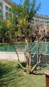 Kaya Palazzo Golf Resort - 21