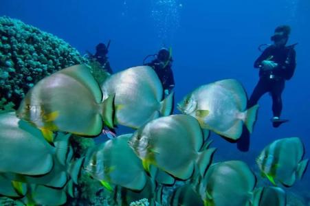 Renaissance Sharm El Sheikh Golden View Beach Resort - 55