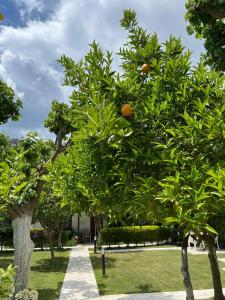 Alican Izba House - 41